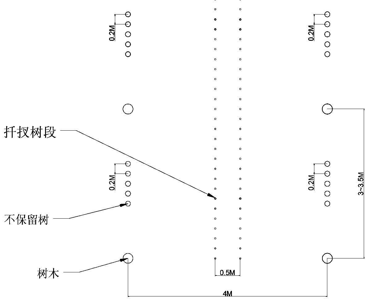 Farming method of golden cicada