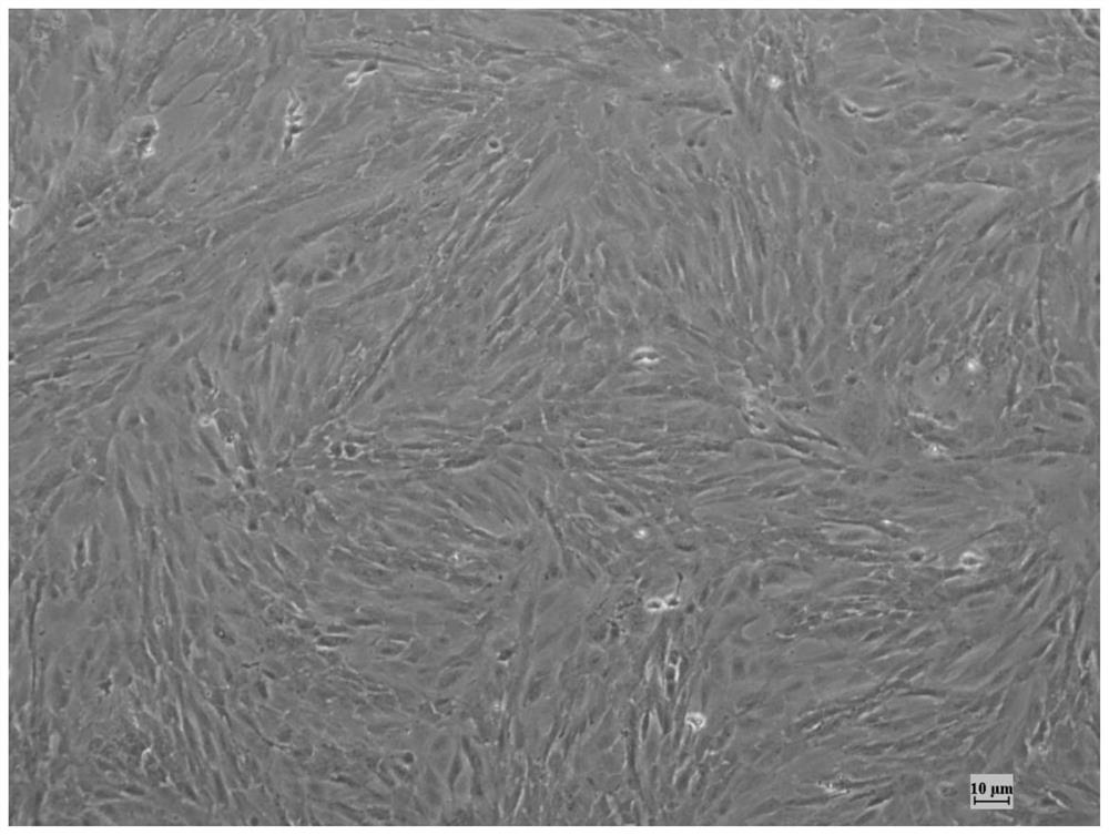 Gobiocypris rarus cell line, and culture method and induced transformation method thereof