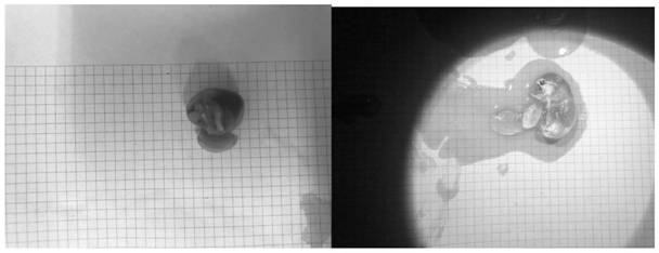 Animal tissue transparentizing method