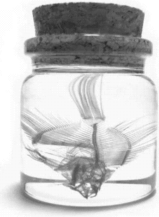 Method for preparing transparent skeleton specimen of small animal, and specimen prepared with method
