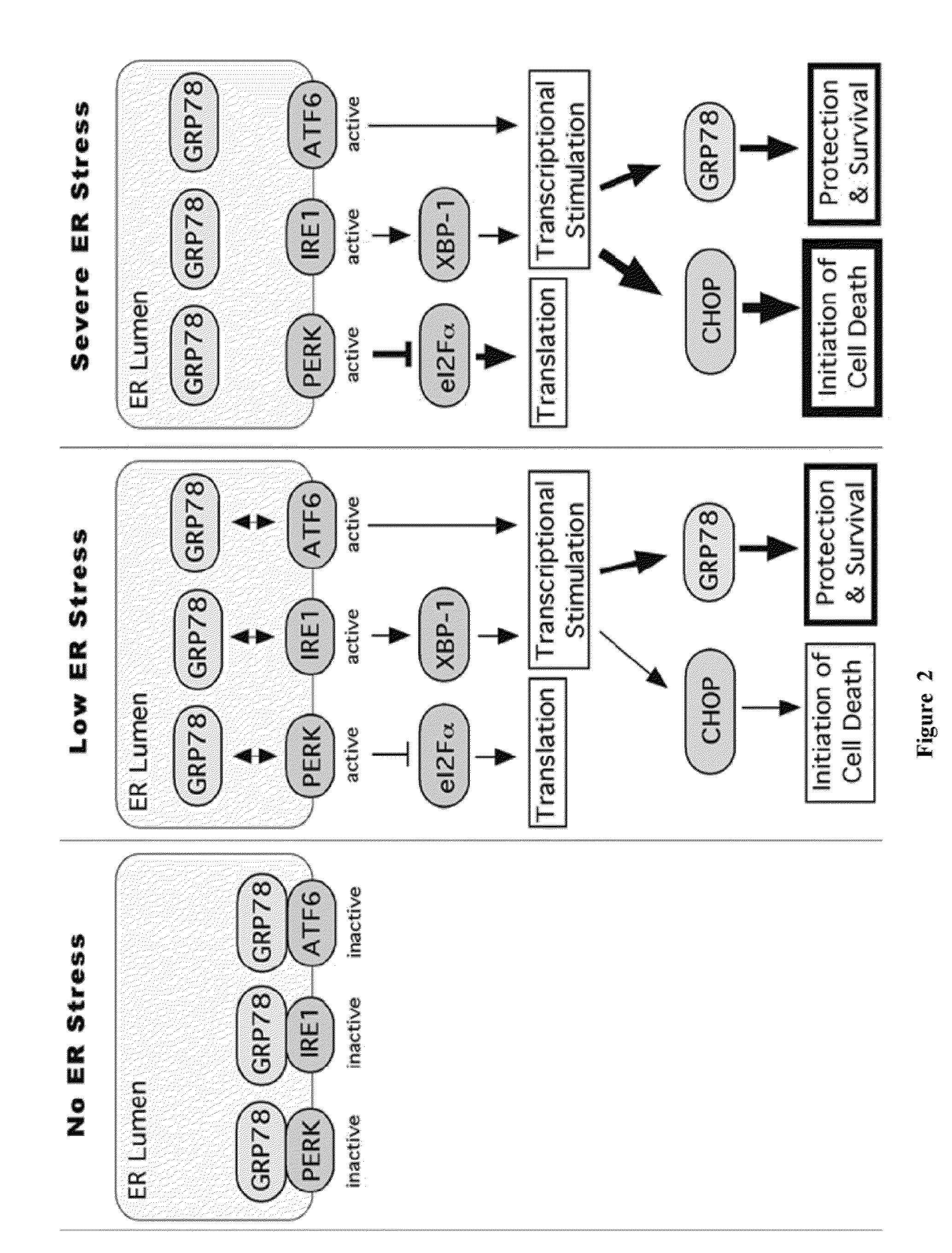 Methods and compositions for inducing apoptosis by stimulating er stress