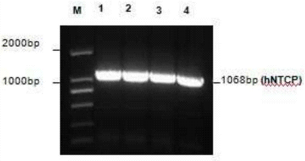 Labeling and detecting method of 5-acetenyl-2'-deoxyuridine of genomic DNA of hepatitis B virus