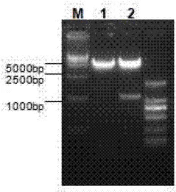 Labeling and detecting method of 5-acetenyl-2'-deoxyuridine of genomic DNA of hepatitis B virus