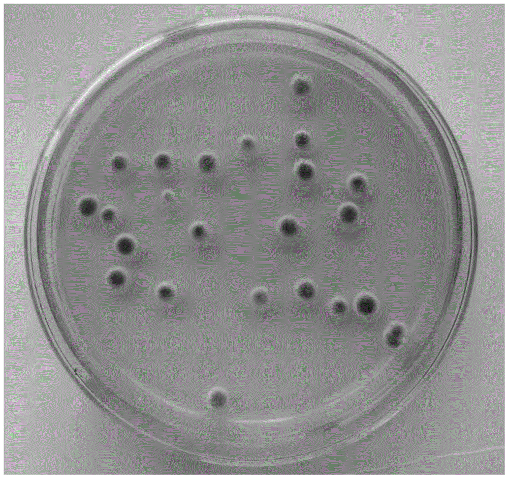 Aspergillus versicolor sd-3 and its application in the preparation of chitin deacetylase