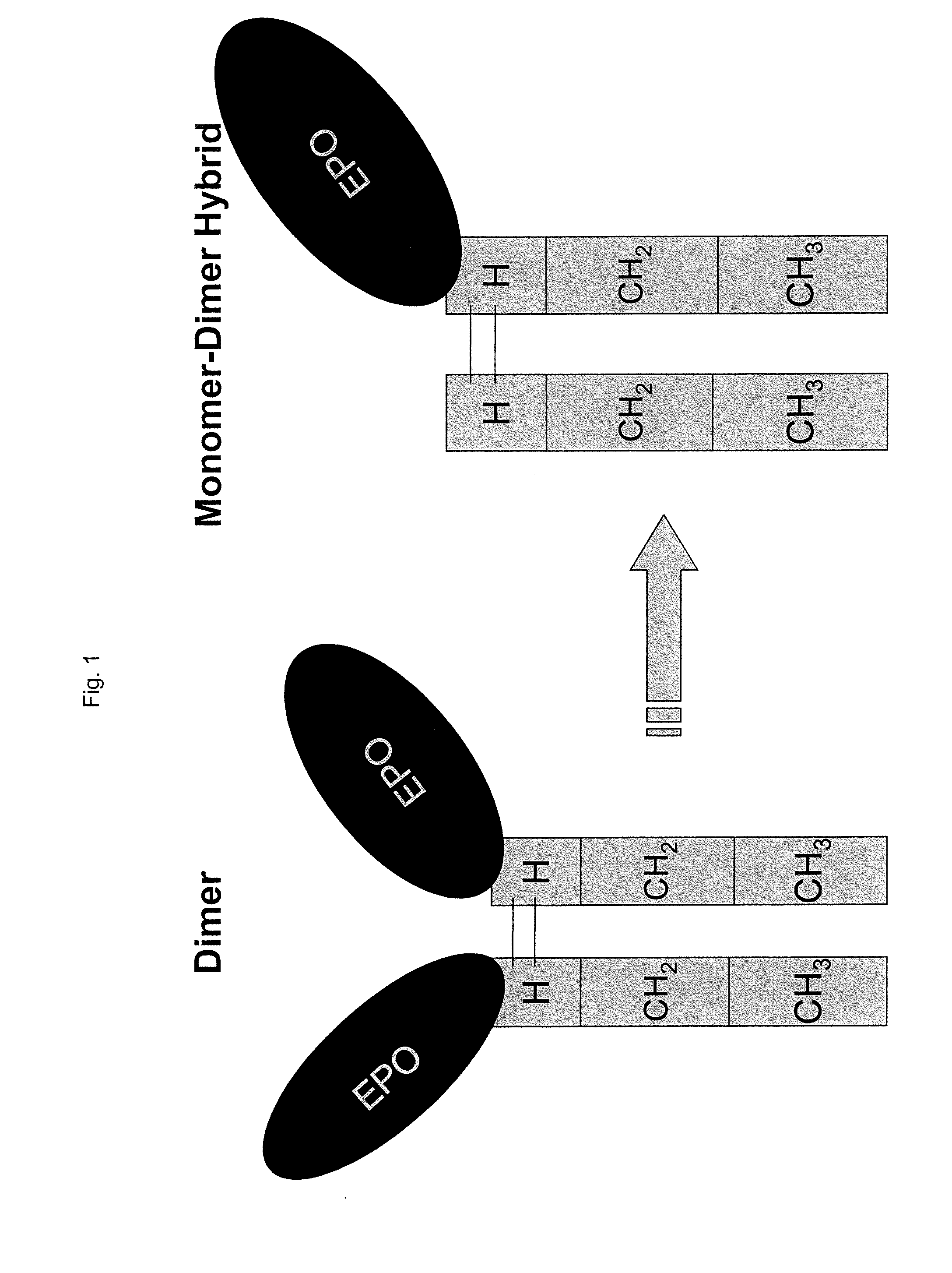 Methods for Chemically Synthesizing Immunoglobulin Chimeric Proteins