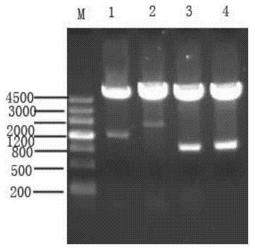 MntC recombinant protein of staphylococcus aureus and preparation method and application thereof