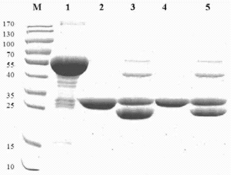 MntC recombinant protein of staphylococcus aureus and preparation method and application thereof