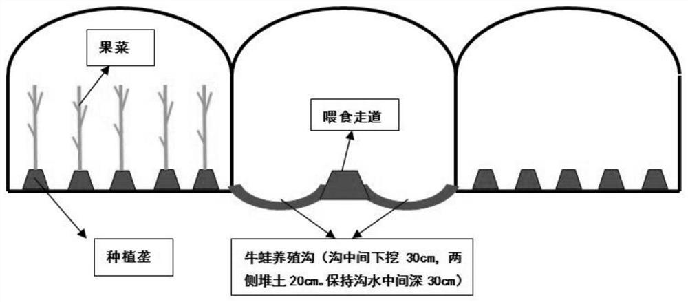 The method of combining planting and breeding of organic fruit and vegetables in conjoined greenhouses and bullfrog in flood and drought rotation
