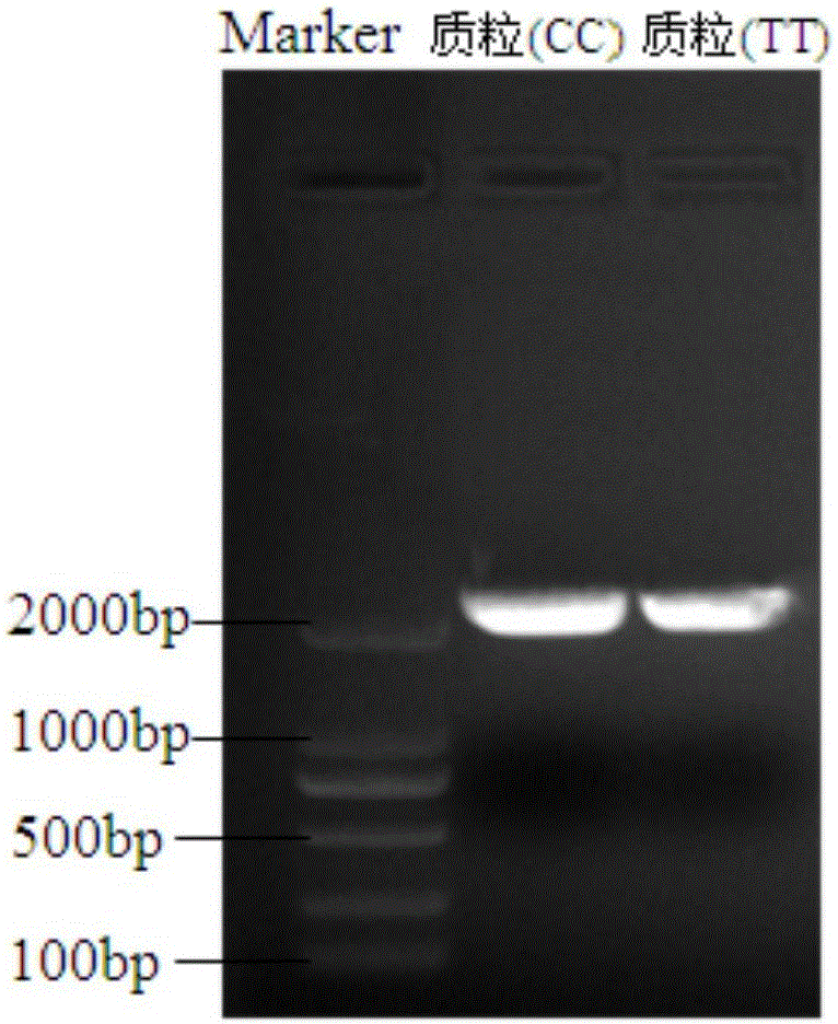 Plasmid standard product for detecting HLA-DP gene rs3077 locus polymorphism and preparation method thereof