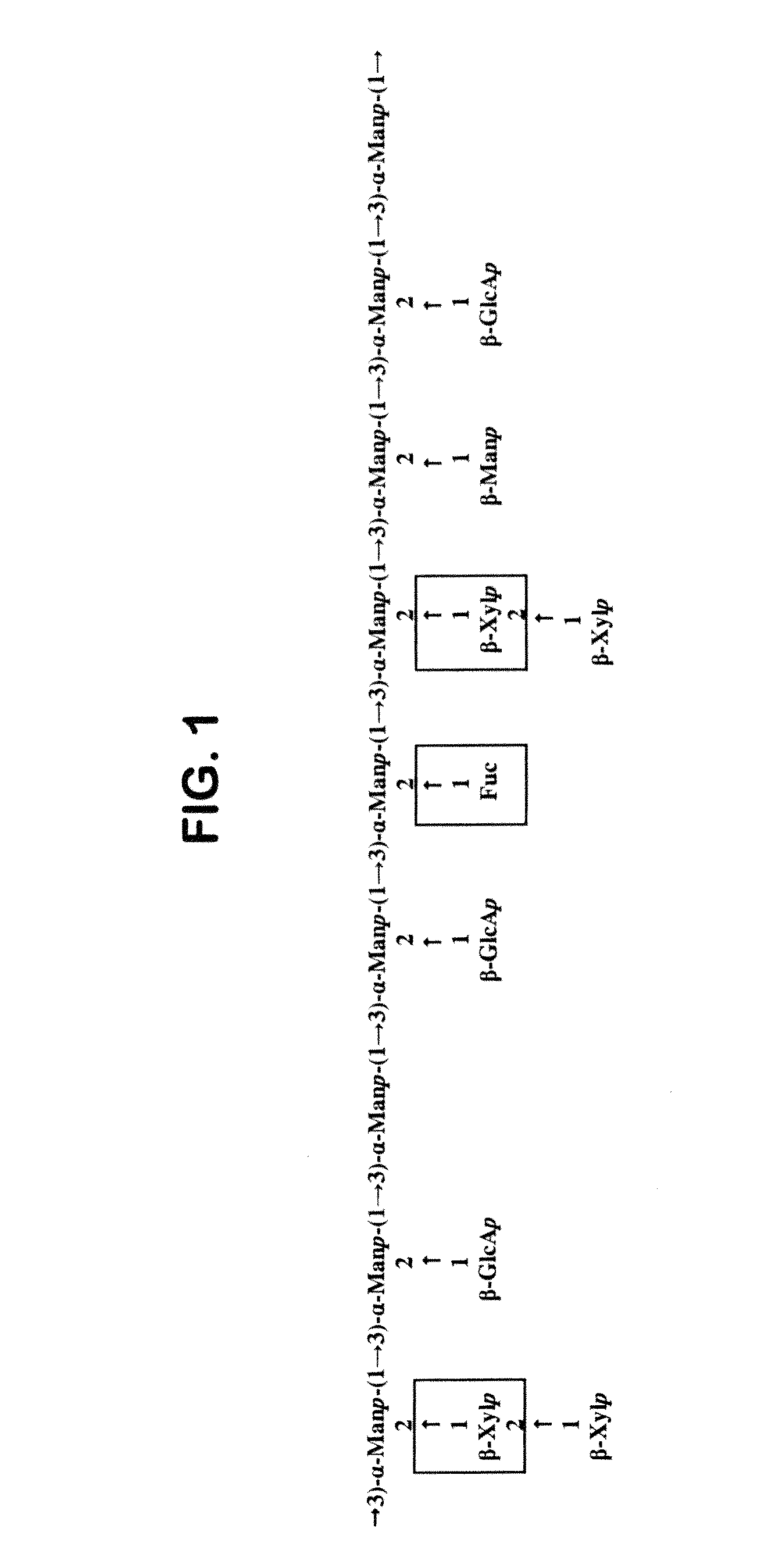 Pharmaceutical compositions comprising mushroom-based polysaccharides and uses thereof