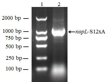 Application of phosphorylated bacterioprotein NopL