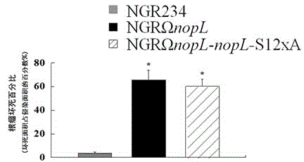 Application of phosphorylated bacterioprotein NopL