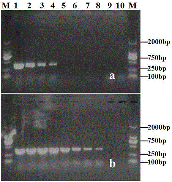 Alternaria solani PCR detection specific primer and detection method thereof