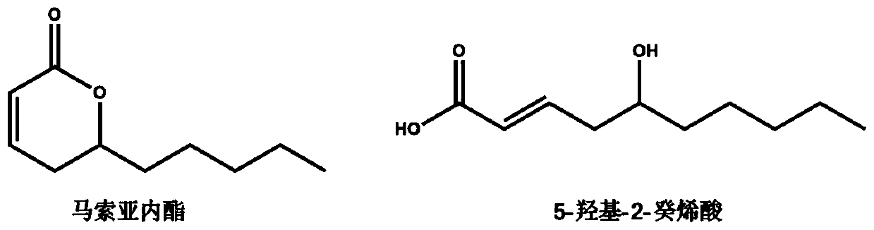 Application of 5-hydroxy-2-decenoic acid in preparation of drug for anti-liver fibrosis, chronic liver disease, liver cirrhosis and liver cancer