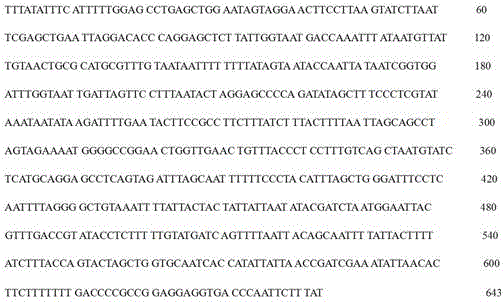 Specific gene and molecular identification method of culicoides cyancus