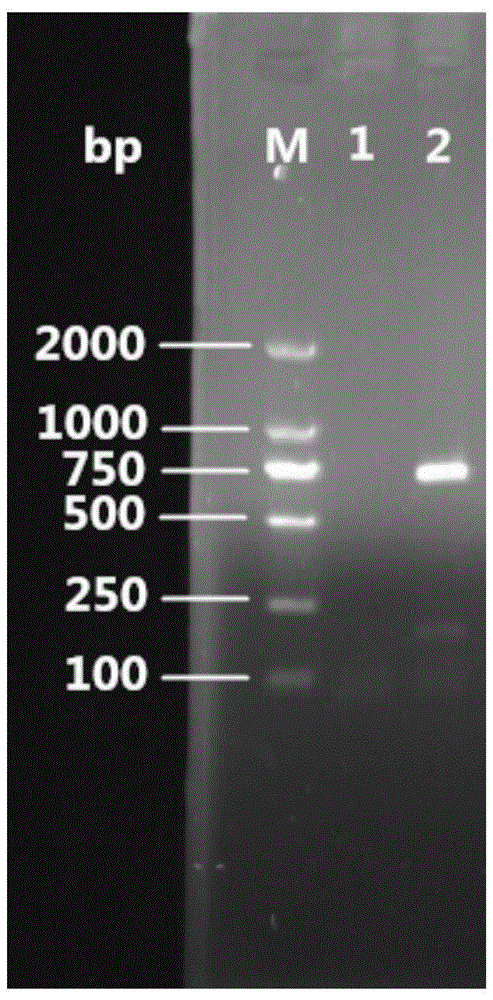 Specific gene and molecular identification method of culicoides cyancus