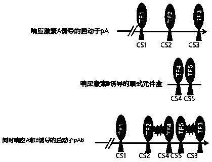 Method for constructing double-hormone response promoter on basis of interaction relationship between transcription factors