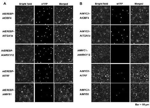 Method for constructing double-hormone response promoter on basis of interaction relationship between transcription factors