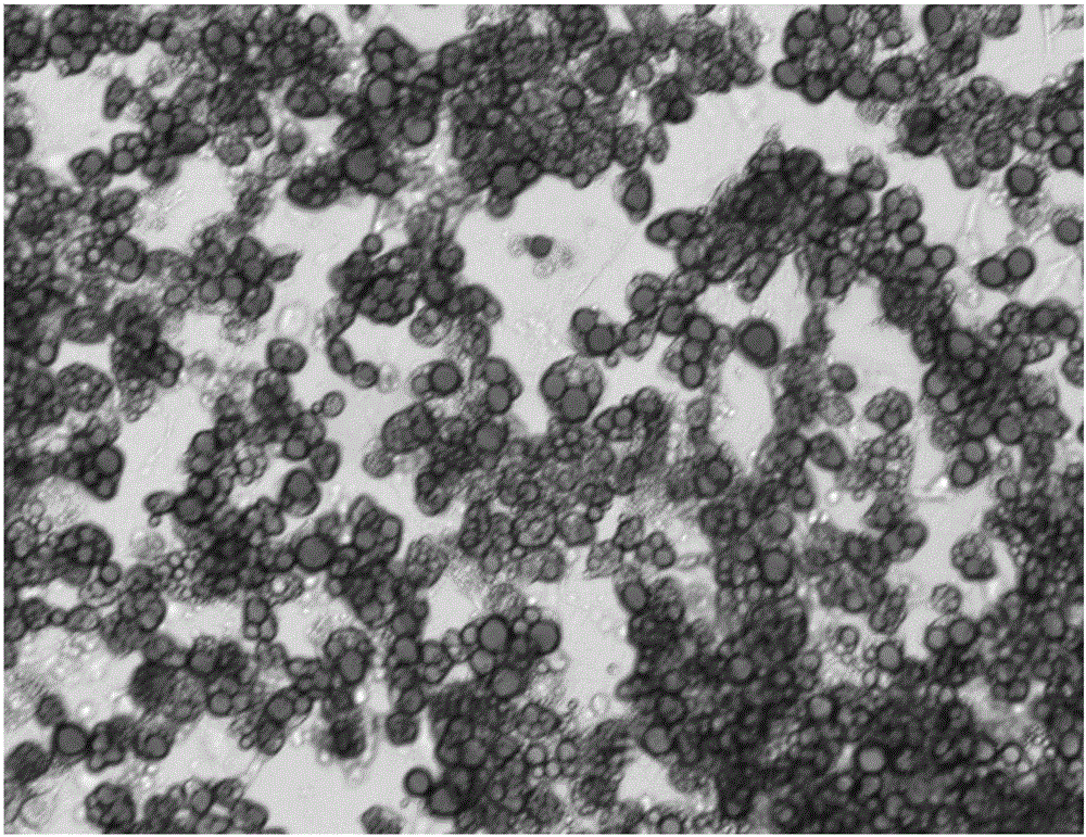 Induced differentiation method of 3T3-L1 preadipocytes line