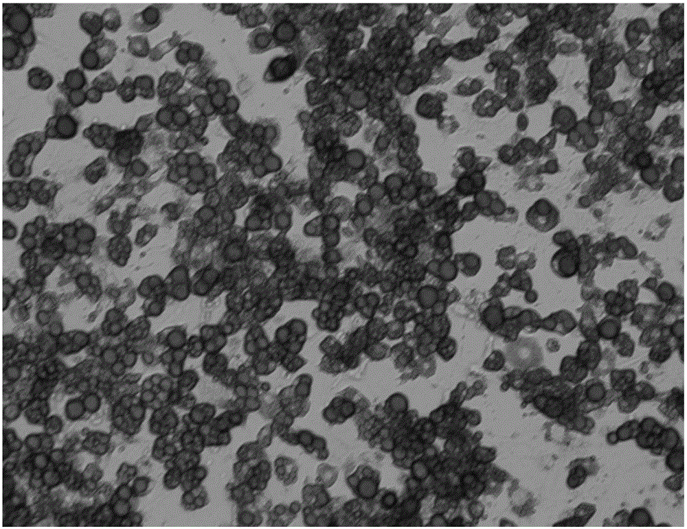 Induced differentiation method of 3T3-L1 preadipocytes line