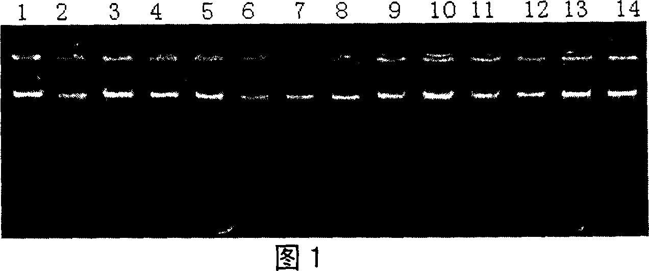 SCAR label of Chinese cabbage orange leaf-head and its use in auxiliary selective breeding