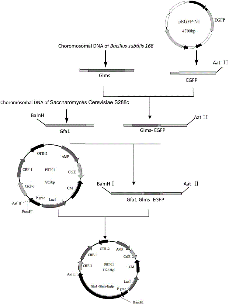 Construction method and applications of bacillus subtilis with high yield of glucosamine