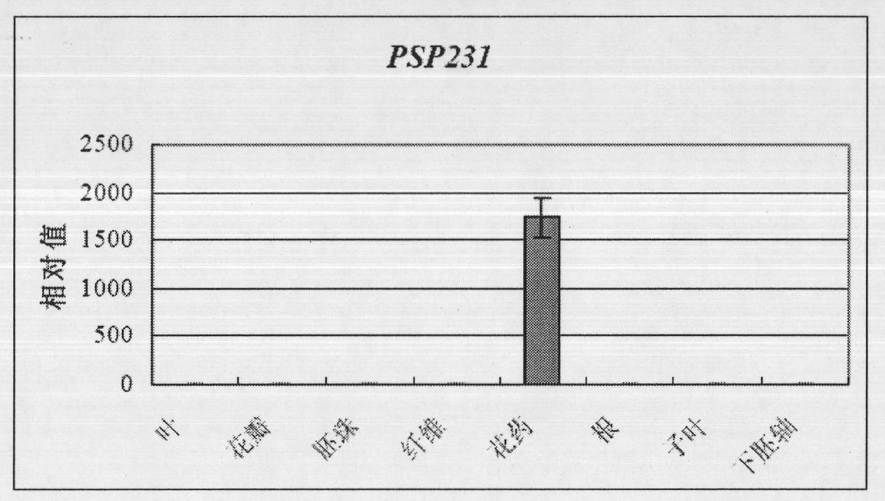 Novel cotton gene PSP231 and promoter thereof