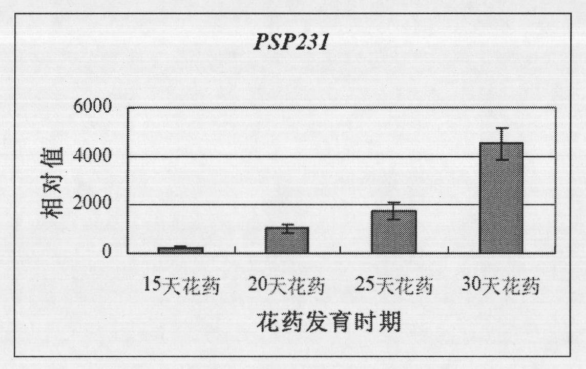 Novel cotton gene PSP231 and promoter thereof