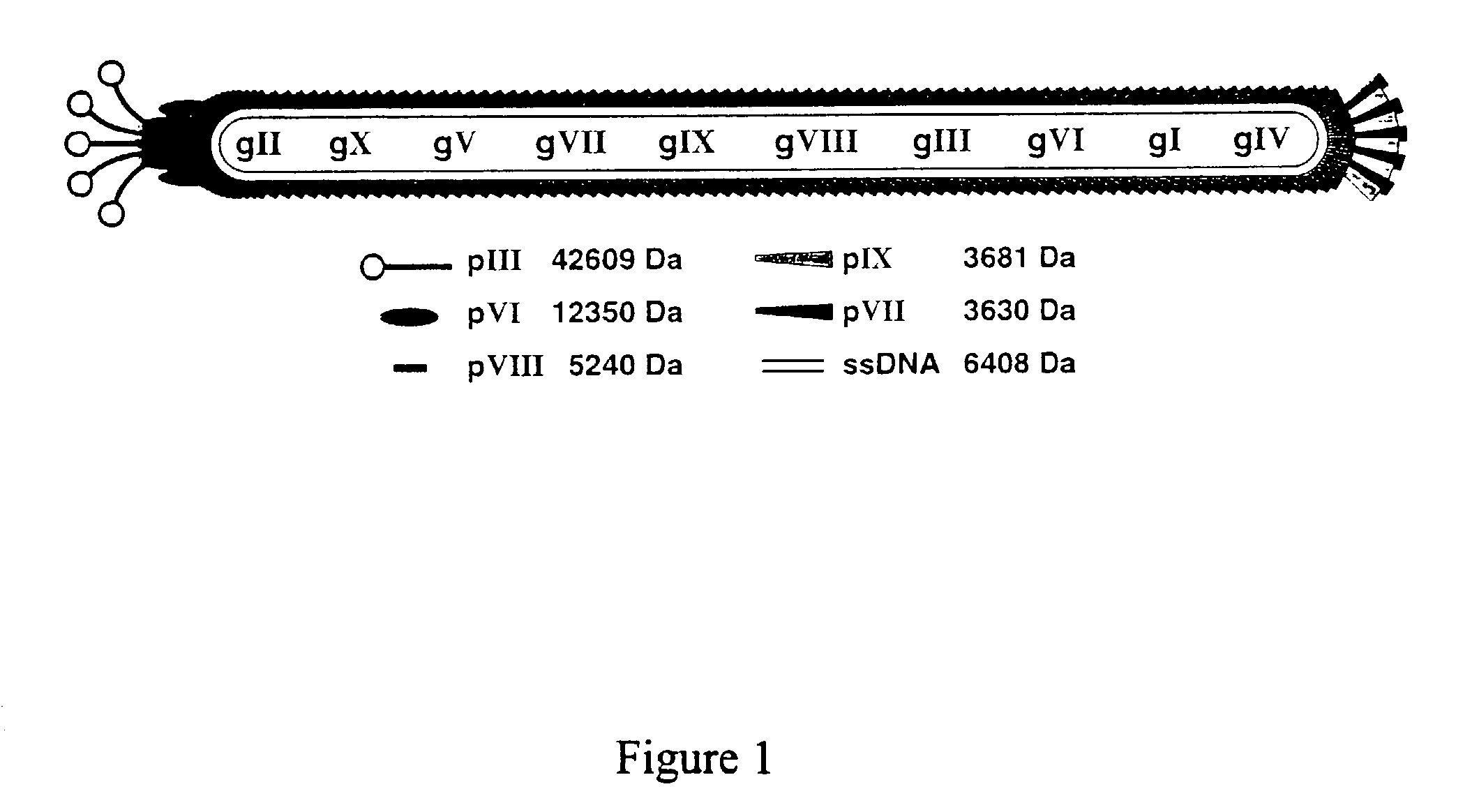 Methods for display of heterodimeric proteins on filamentous phage using pVII and pIX, compositions, vectors and combinatorial libraries