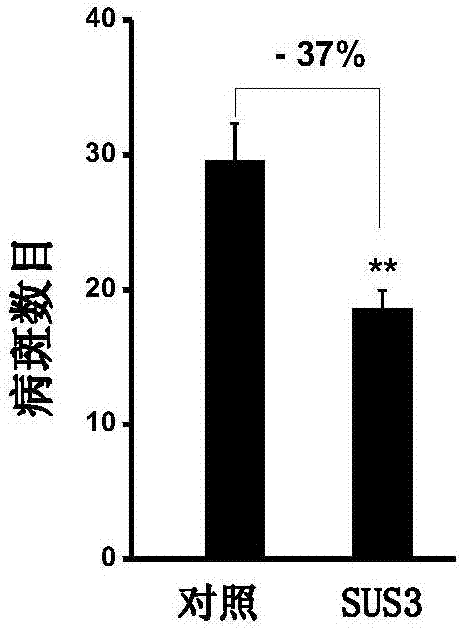 Method for improving resistance of rice blast by using sucrose synthase