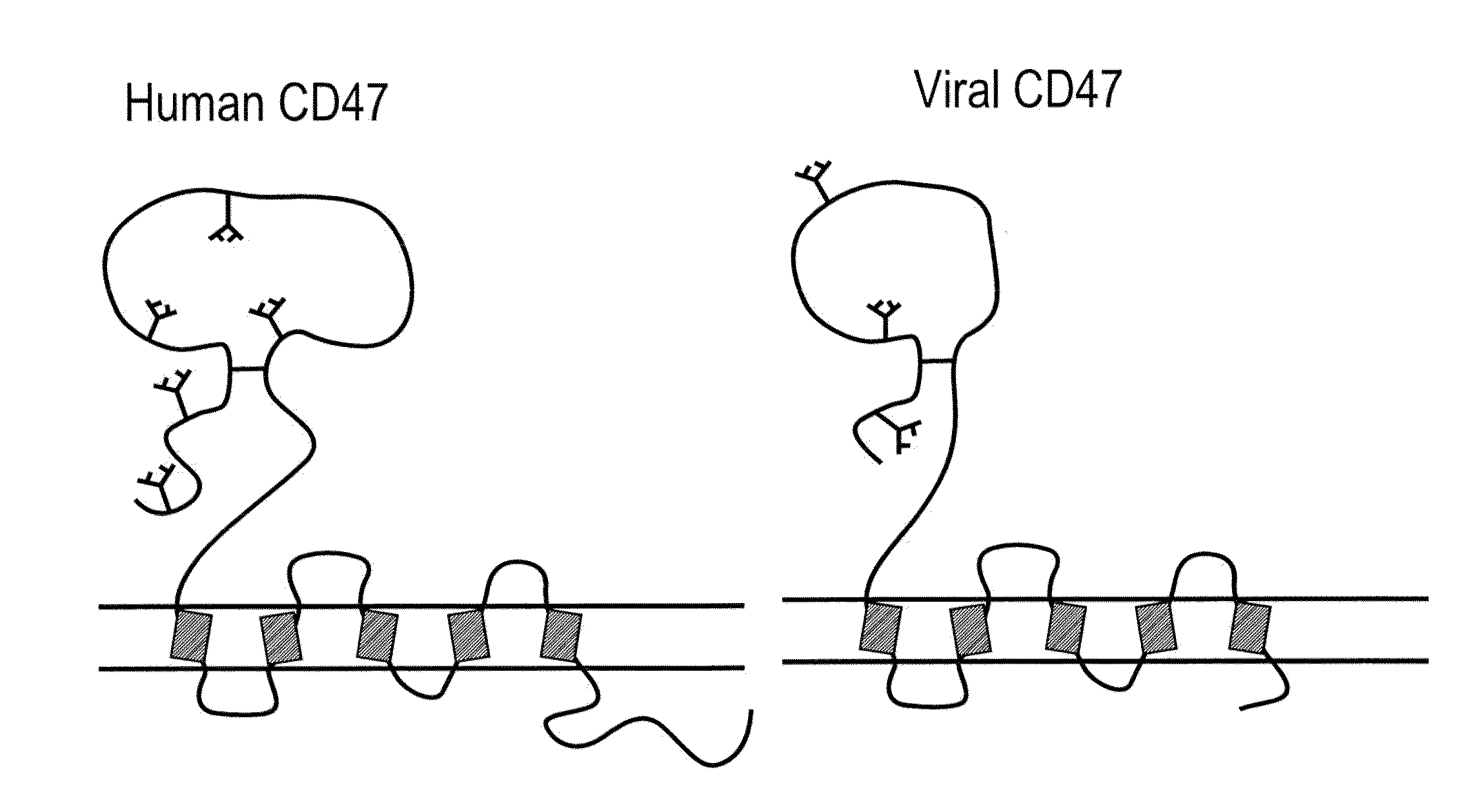 CD47 Related Compositions and Methods for Treating Immunological Diseases and Disorders