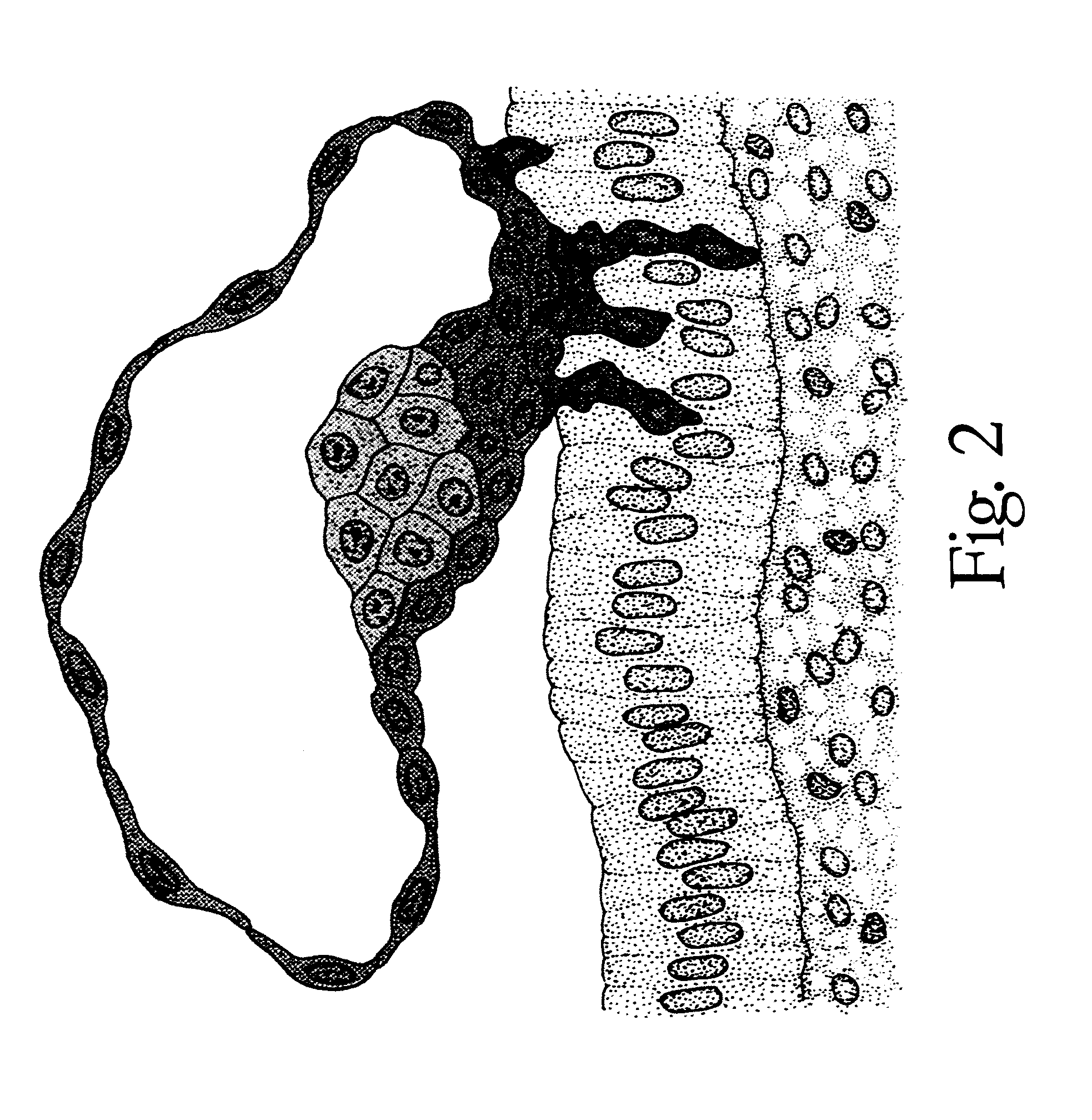 Method of making and using a library of biological material