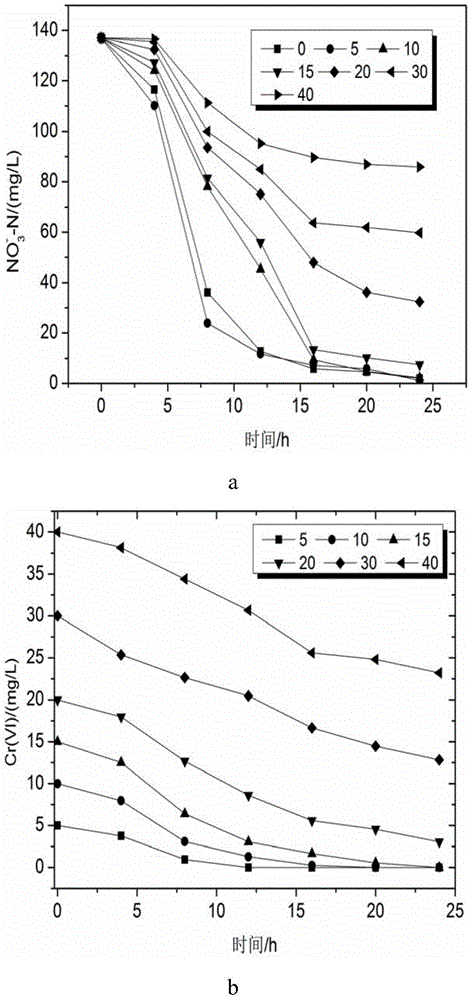 Application of a strain of Billiardella chelata in wastewater treatment