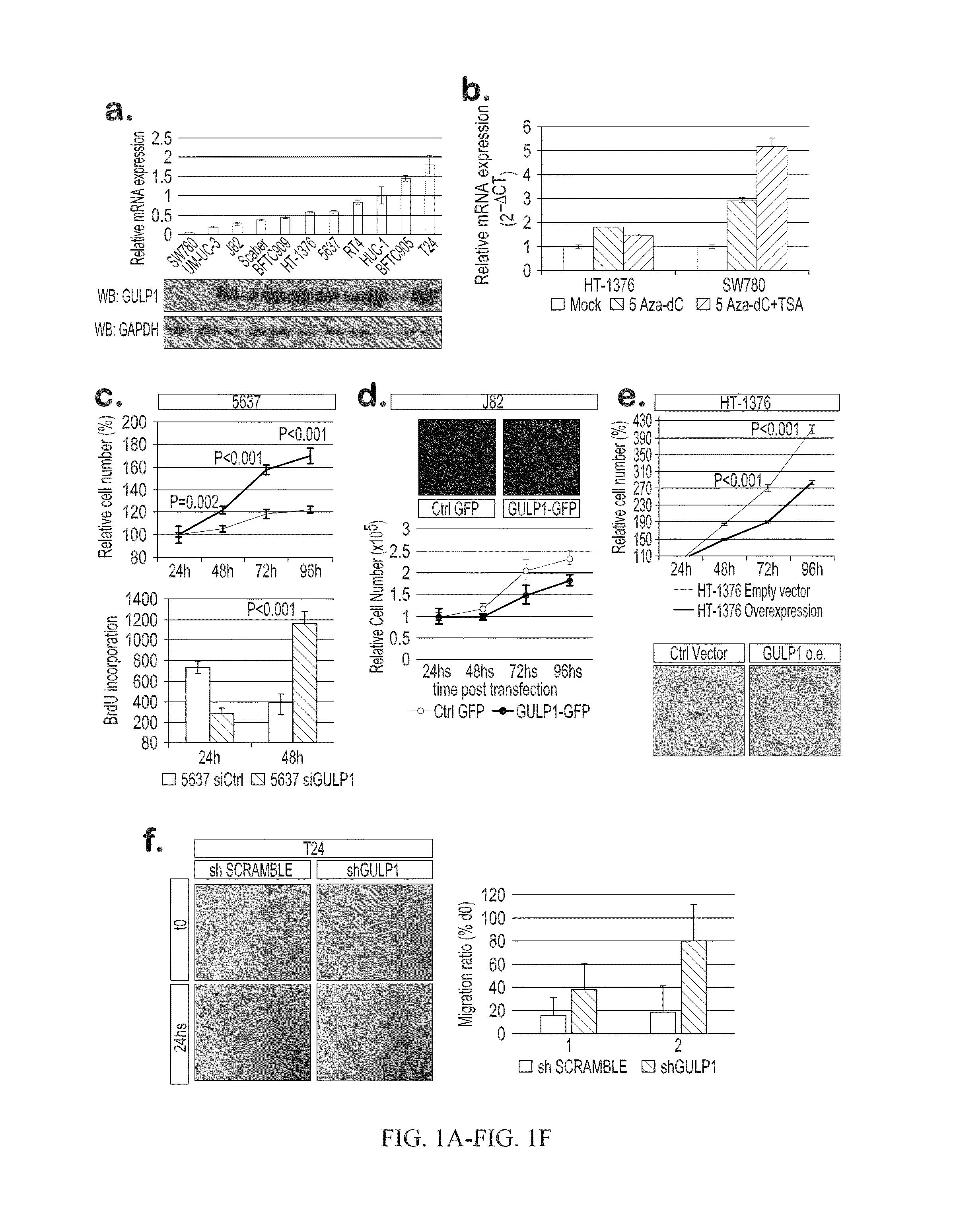 Urothelial cancer and methods of detection and targeted therapy