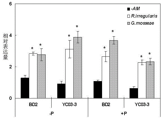 Function of purple acid phosphatase GmPAP33 gene for promoting reuse of phosphorus in soybean mycorrhiza