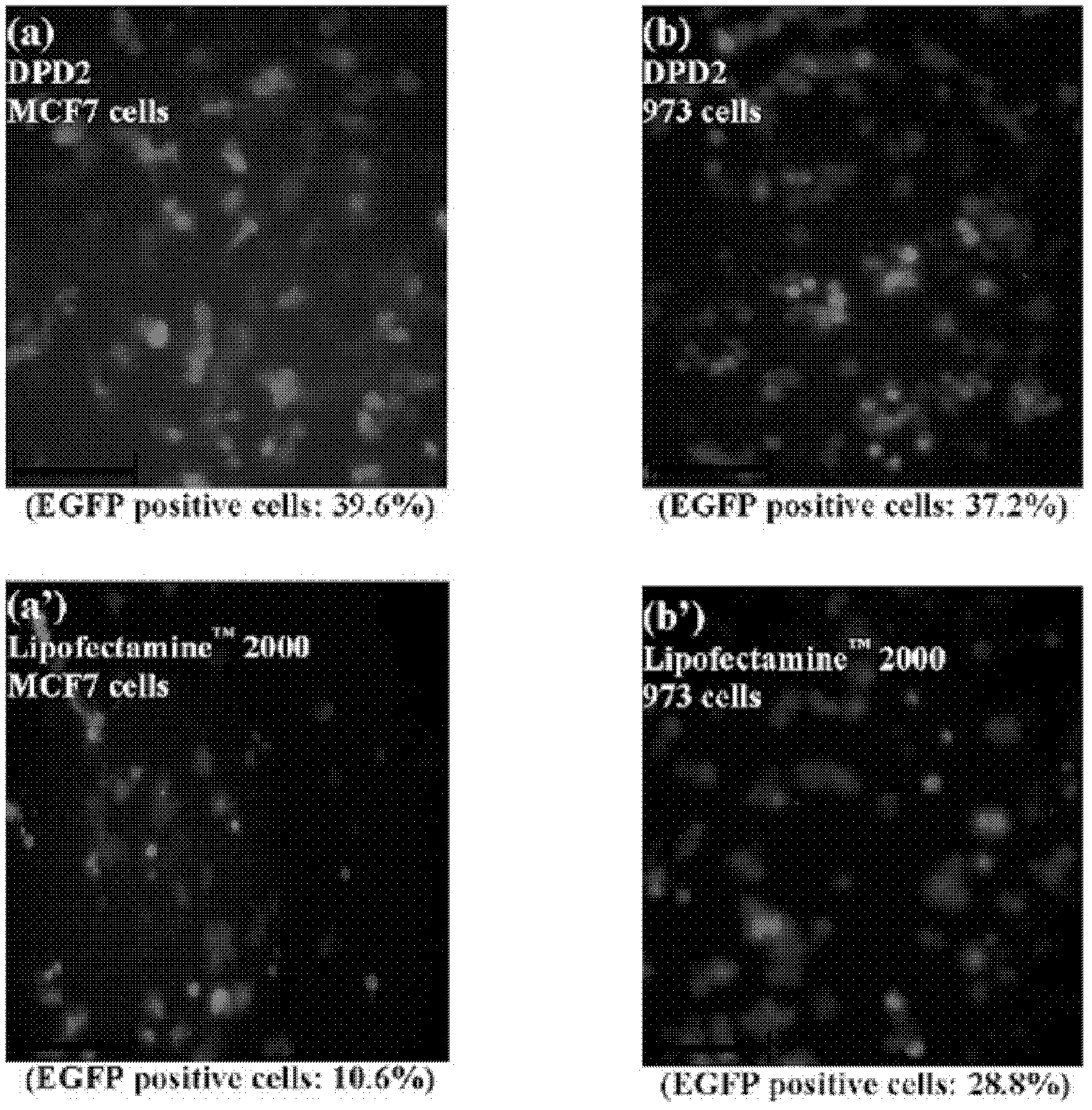 Construction of bio-reducible efficient cation gene vectors taking polysaccharides as frameworks with ATRP (Atom Transfer Radical Polymerization) method