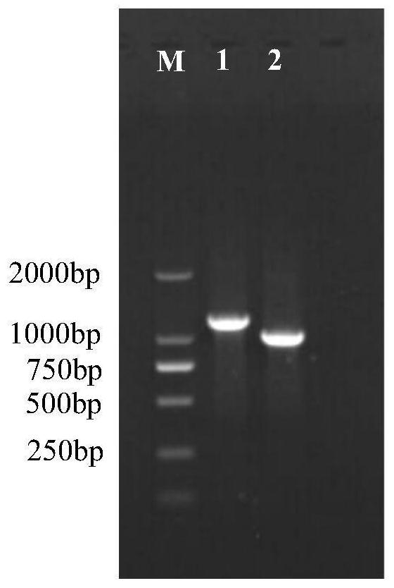 Phellinus baumii MADS-box transcription factor PbMADS1 as well as coding gene and application thereof