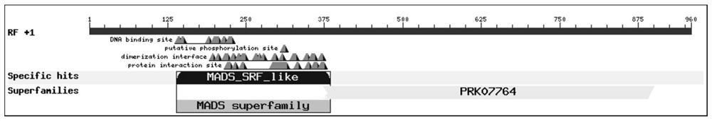 Phellinus baumii MADS-box transcription factor PbMADS1 as well as coding gene and application thereof