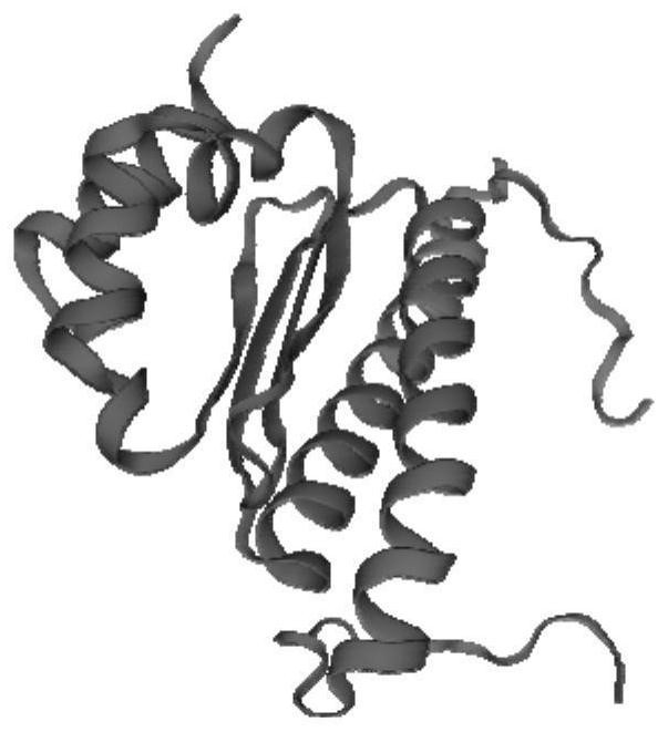 Phellinus baumii MADS-box transcription factor PbMADS1 as well as coding gene and application thereof