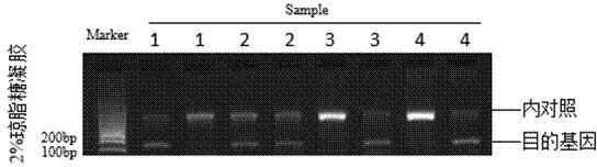 Human ALDH2 genotype detection kit
