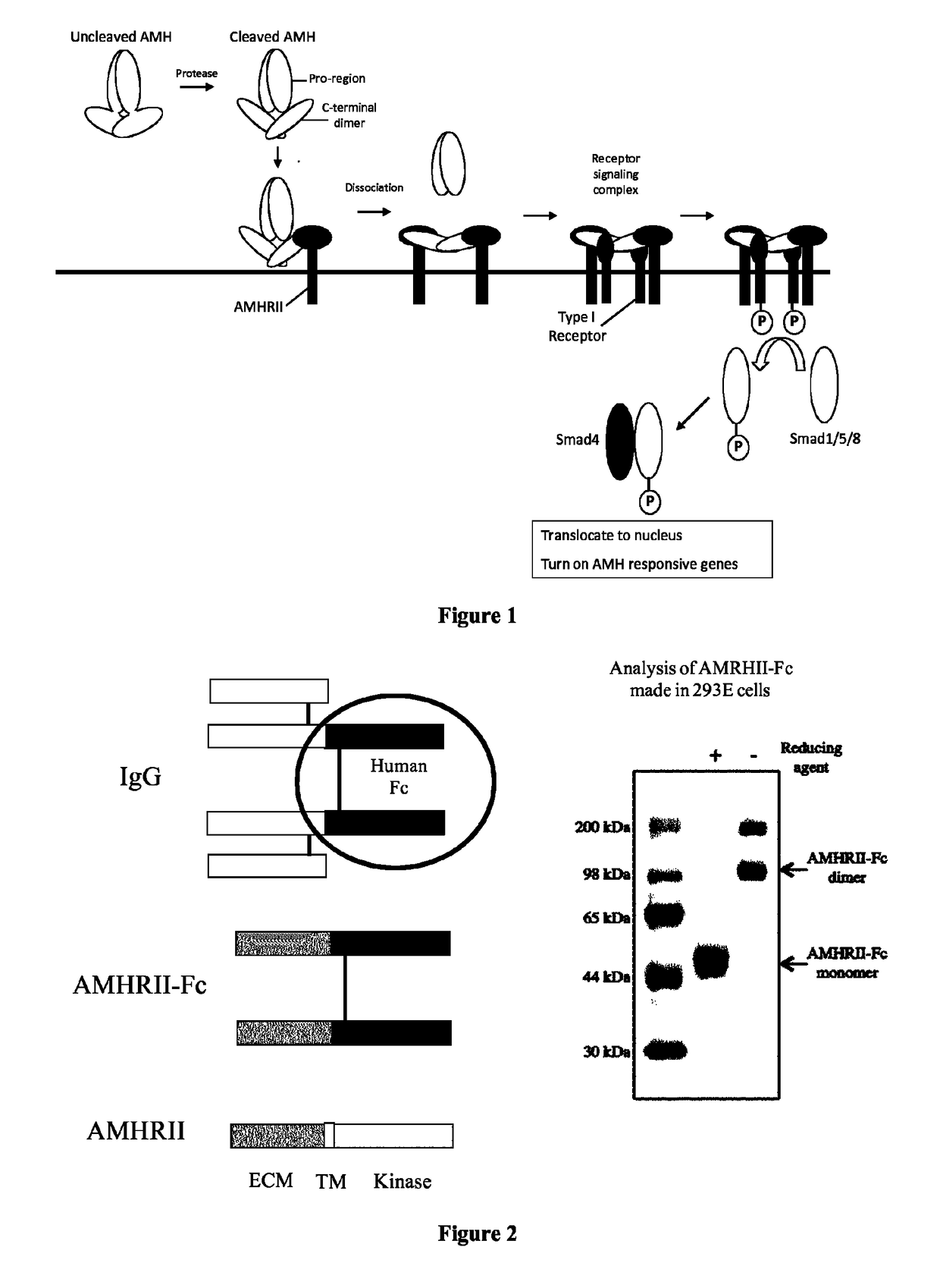 Soluble monomeric anti-Mullerian hormone receptor type II fusion proteins and uses thereof