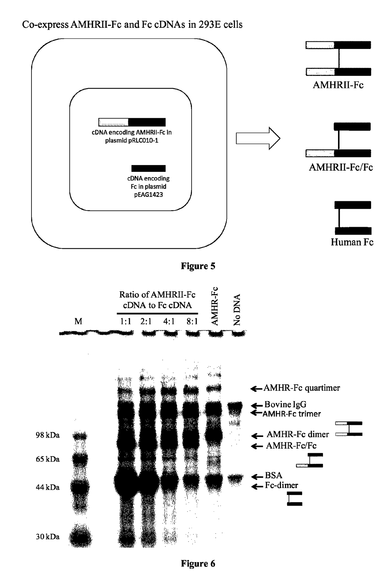 Soluble monomeric anti-Mullerian hormone receptor type II fusion proteins and uses thereof