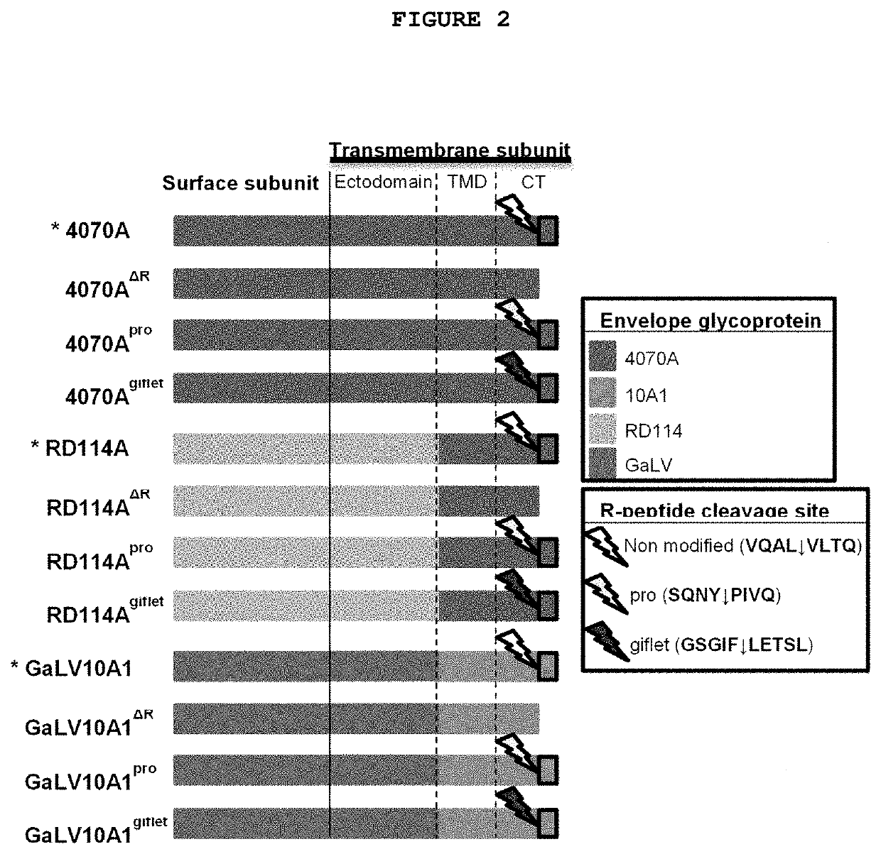 Modified envelope glycoproteins for retroviridae viral vector pseudotyping and process for obtaining it