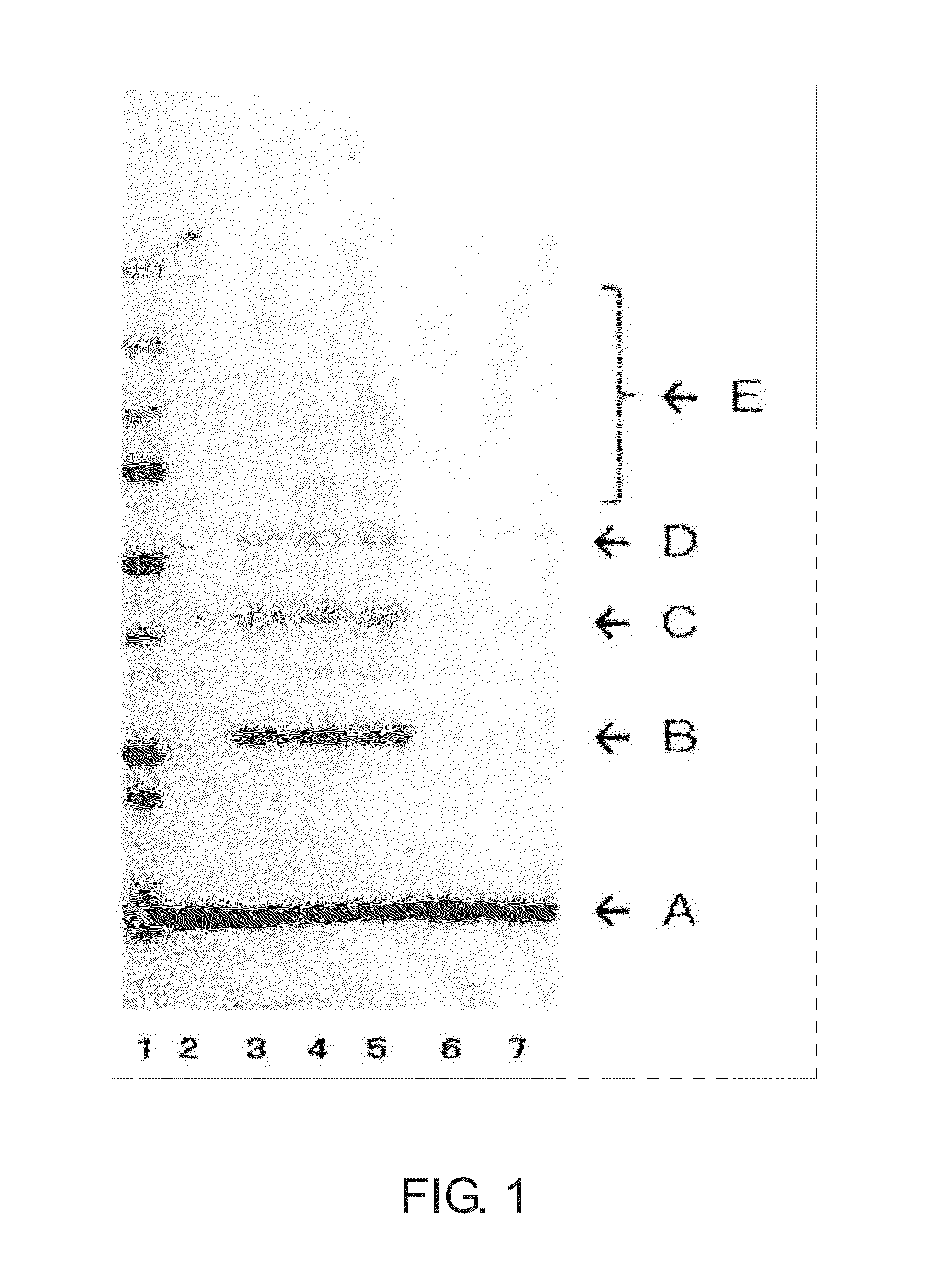 Streptavidin-coupled magnetic particles and manufacturing method for same