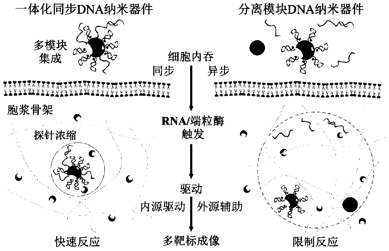 Integrated synchronous deoxyribonucleic acid (DNA) nano device, application of integrated synchronous DNA nano device to living cell multi-target imaging, and living cell multi-target imaging method of integrated synchronous DNA nano device