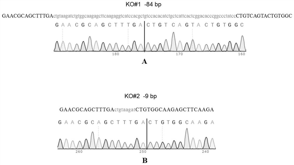 A method for preparing a humanized mouse model of neutrophil deficiency with nod genetic background