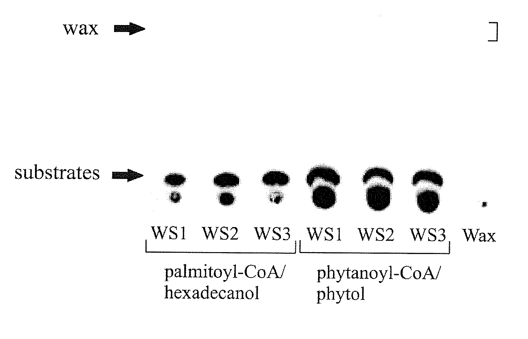 Isoprenoid wax ester synthases, isoprenoid acyl coa-synthetases, and uses thereof