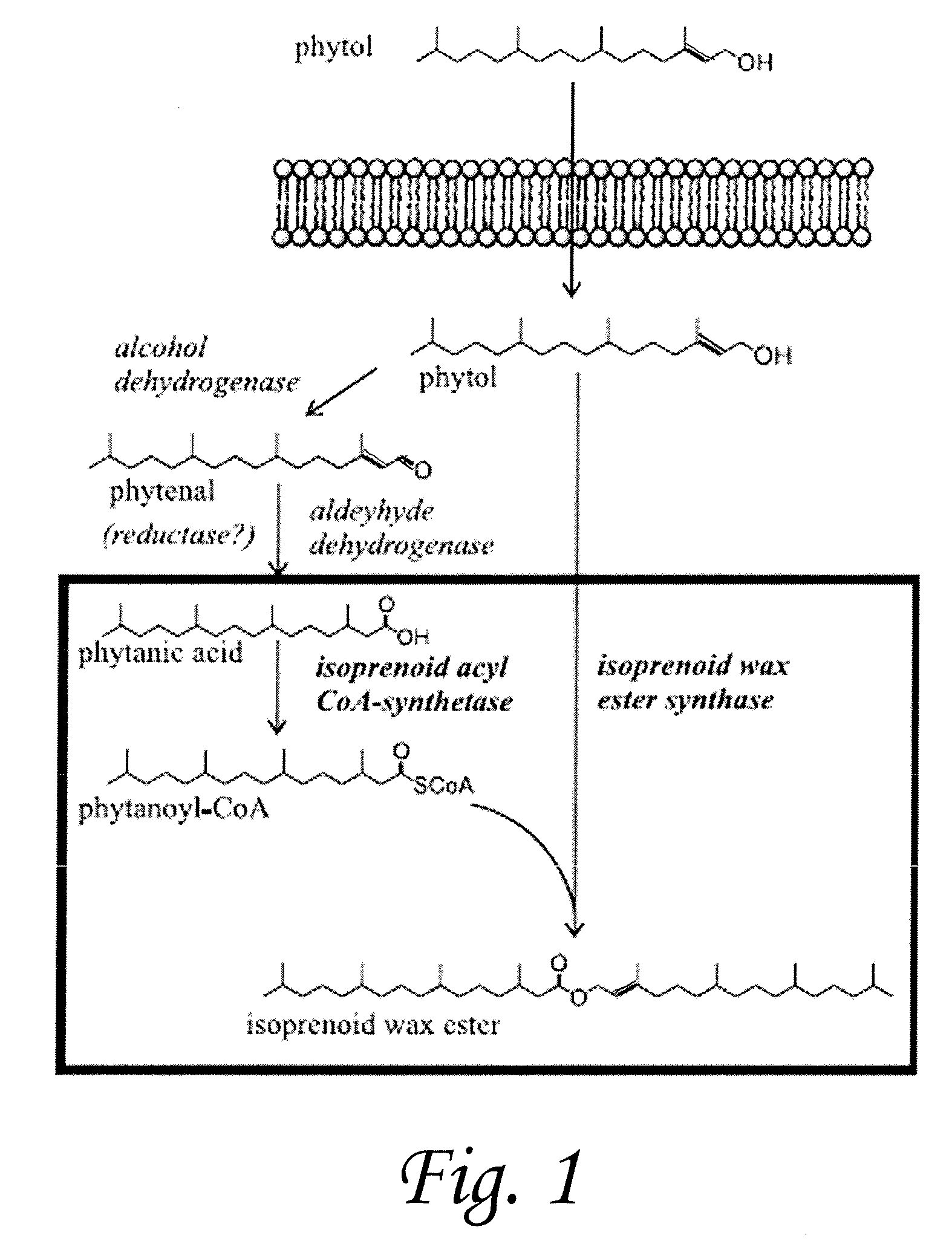 Isoprenoid wax ester synthases, isoprenoid acyl coa-synthetases, and uses thereof