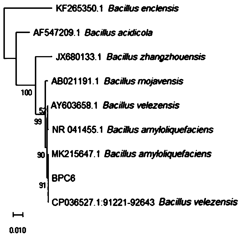 Bacillus velezensis with broad-spectrum disease resistance and application of Bacillus velezensis