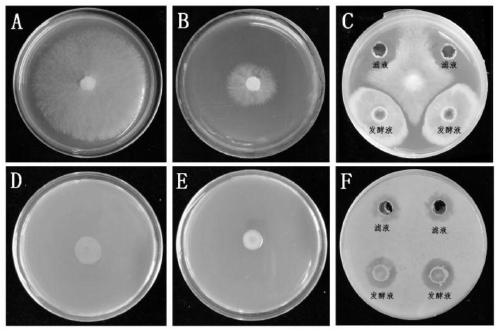 Bacillus velezensis with broad-spectrum disease resistance and application of Bacillus velezensis